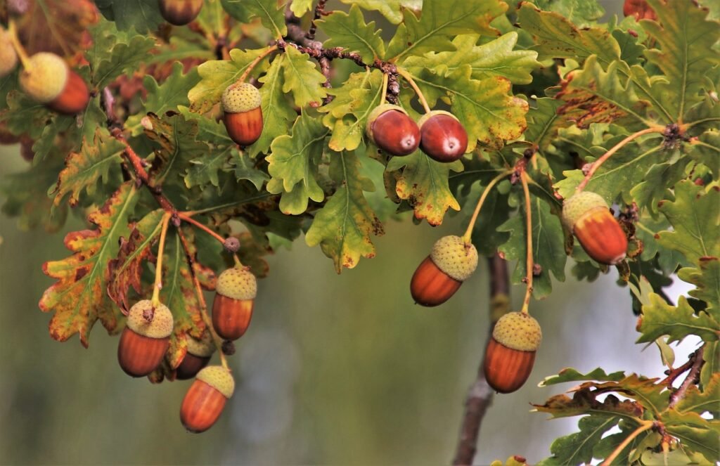 Acorns (Quercus spp.) hanging from an oak tree with green leaves.