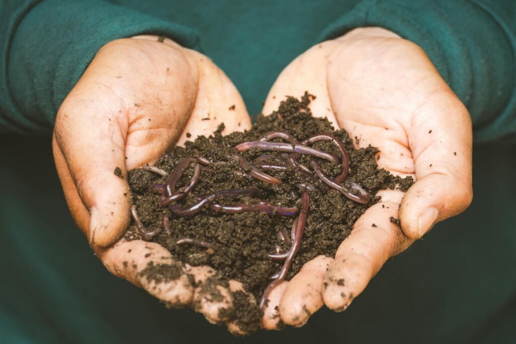 Red wiggler worms in rich compost soil held in cupped hands, showing vermicomposting basics