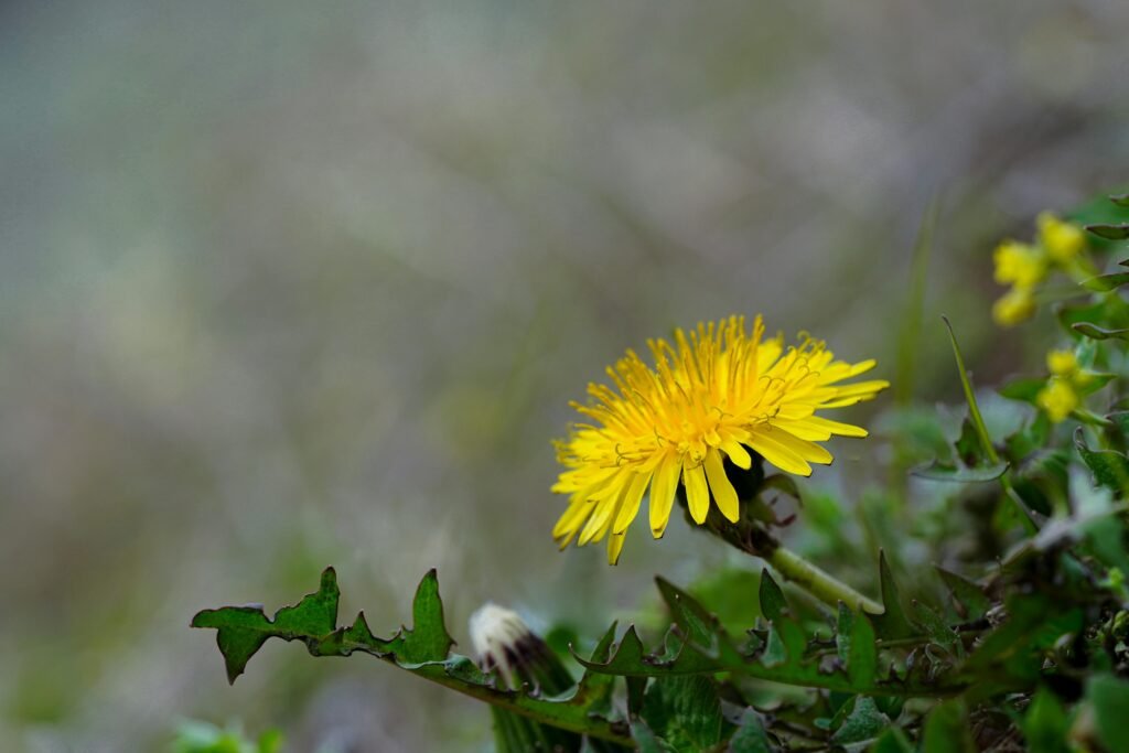 A bright yellow dandelion (Taraxacum officinale) growing in a grassy field.