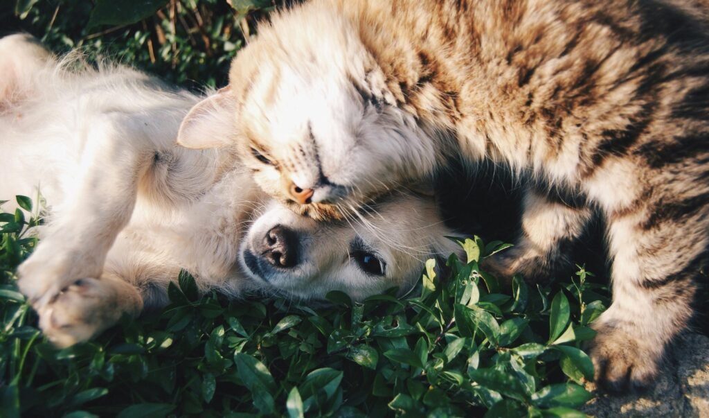 Cat and dog cuddling together on green plants, demonstrating peaceful pet coexistence