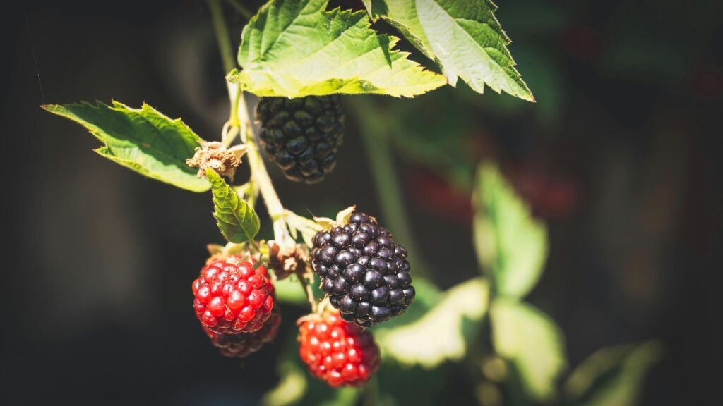 Ripe blackberries (Rubus fruticosus) hanging on a bush with green leaves.