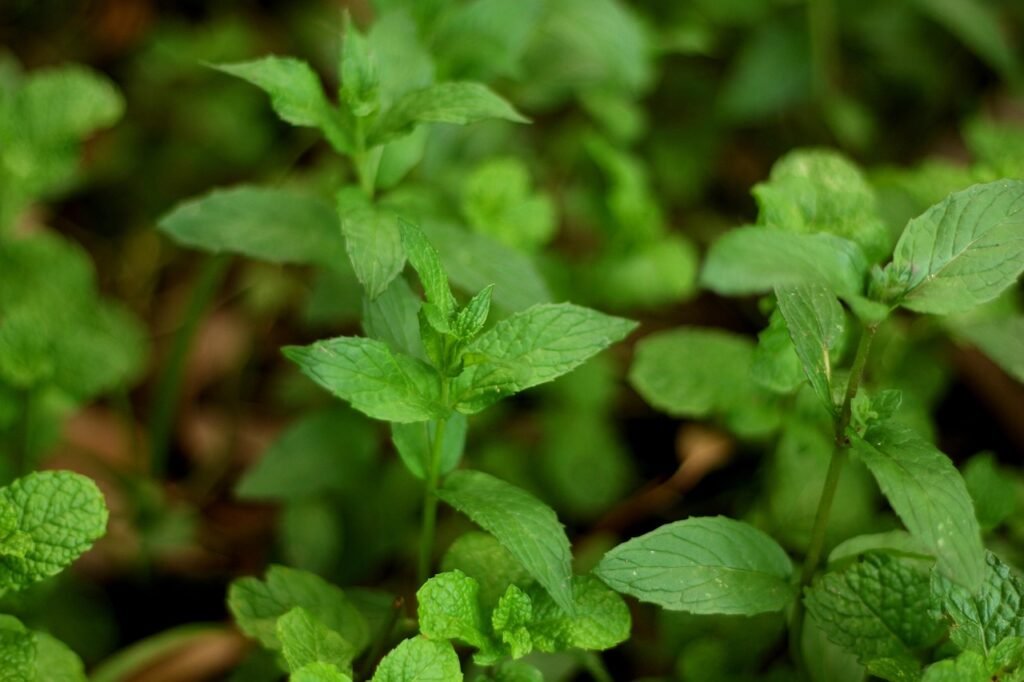 Close up of a mint plant on a bright green background with fresh mint leaves, and the plant is growing in its natural habitat.