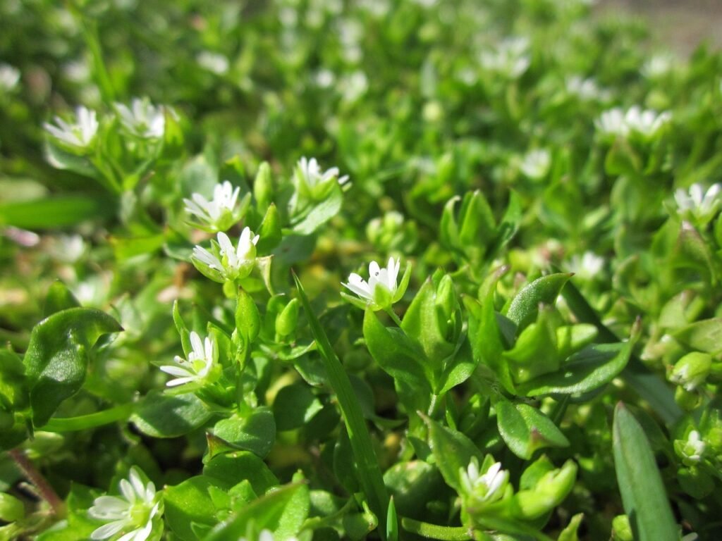 Close-up of chickweed (Stellaria media) with small white star-shaped flowers and green leaves.