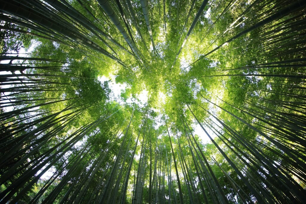 A lush bamboo forest with tall green stalks and sunlight filtering through the leaves.