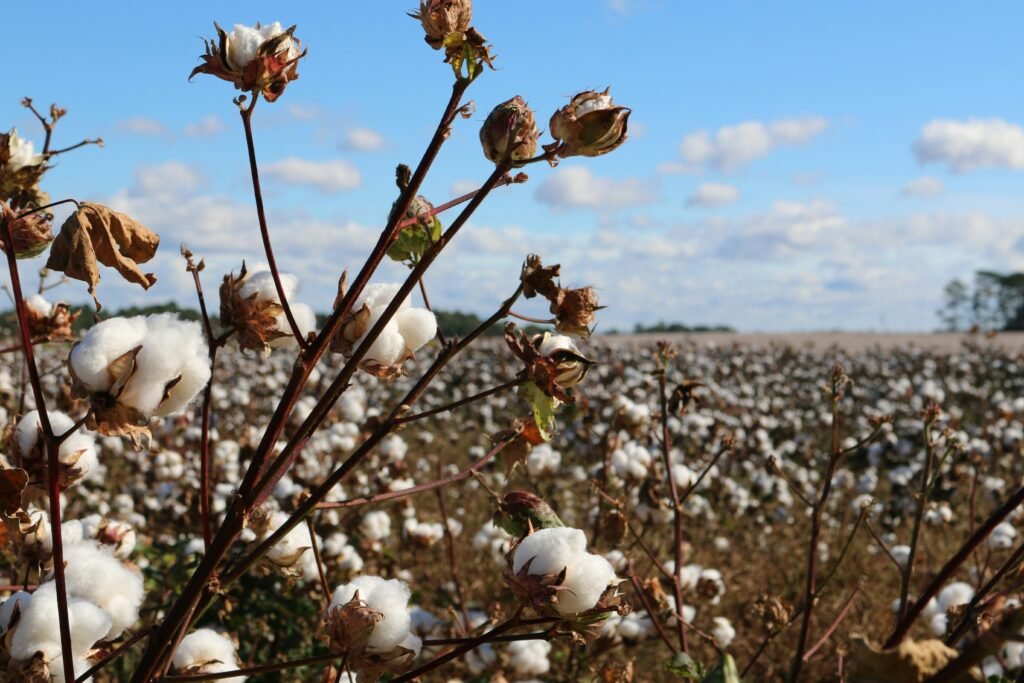 A cotton field with white cotton bolls on branches under a bright blue sky.